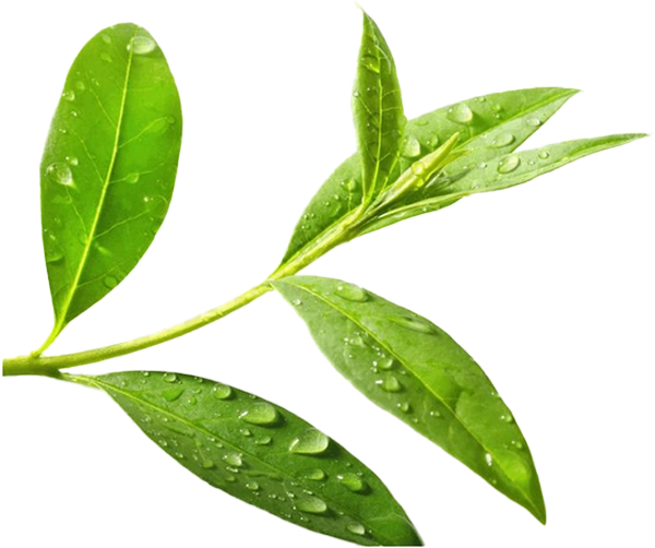 روغن درخت چای