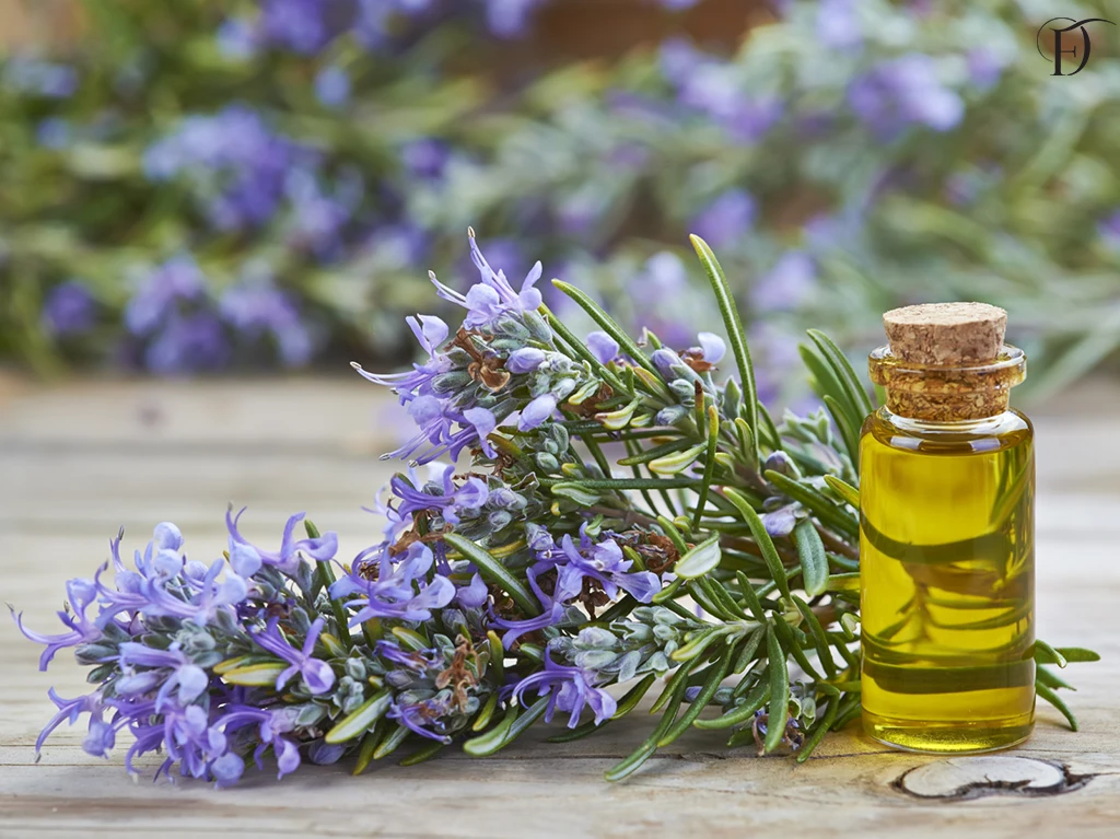 روغن رزماری و تاثیر آن