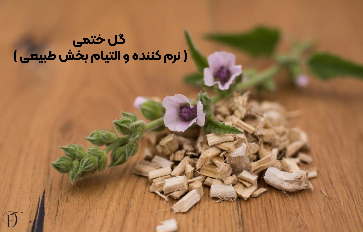 معرفی گل ختمی